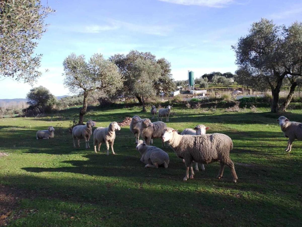 Pensjonat Lagar De Vina Vieja Cazalla de la Sierra Zewnętrze zdjęcie